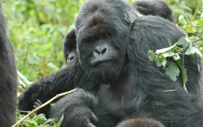 Helping to Preserve Gorillas in Africa